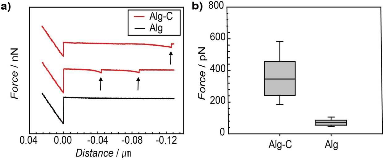 AFM으로 측정한 Alg와 Alg-C의 a) 힘-거리 곡선, b) 인장력