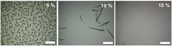 150oC 에서 24 시간 annealing 한 후의 P3HT:PCBM (0, 10 or 15% P3HT-azide) 현미경 이미지