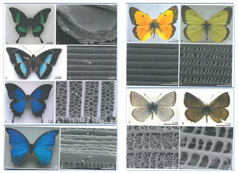 다양한 나비 날개의 마이크로/나노 구조들
