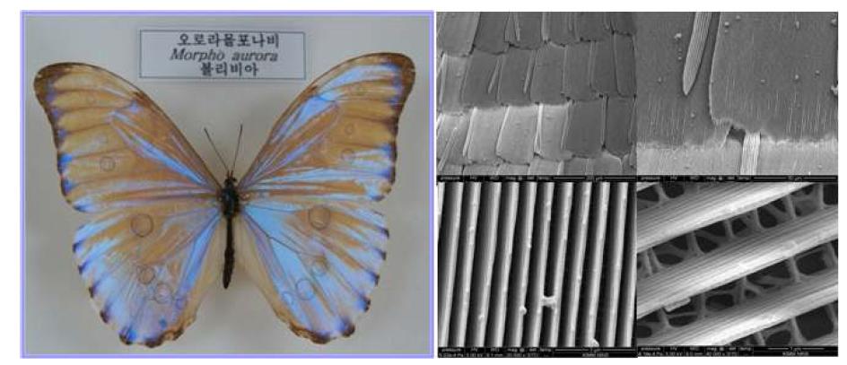 오로라 몰포나비의 사진과 날개의 전자현미경 사진 날개 개념도