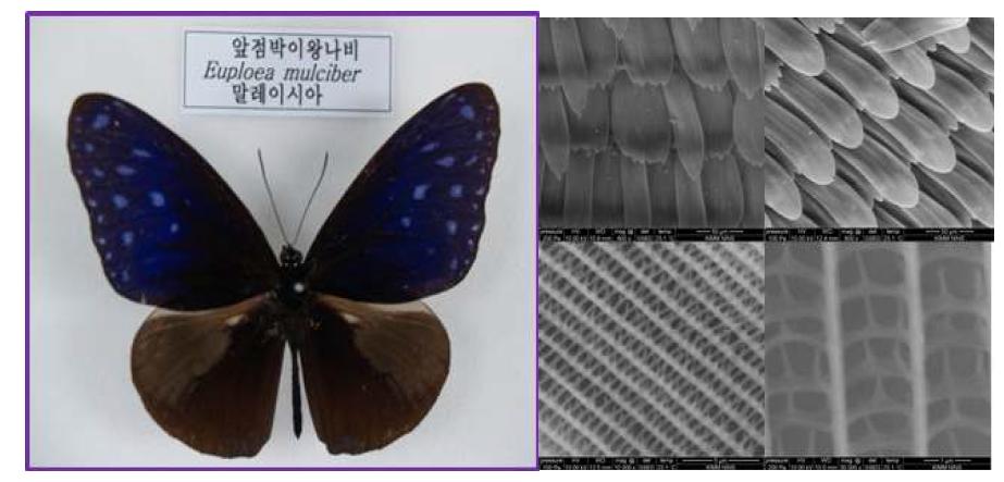 앞점박이왕나비의 사진과 날개의 전자현미경 사진 날개 개념도