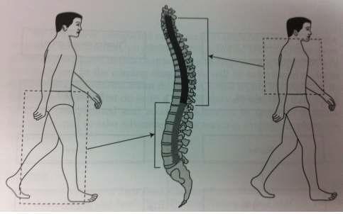 신체의 다른 부분에서 척추까지 구심성 신경의 경로