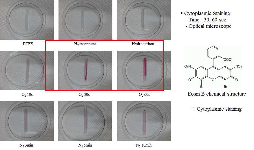 Erosin B에 의한 염색된 세포의 형상