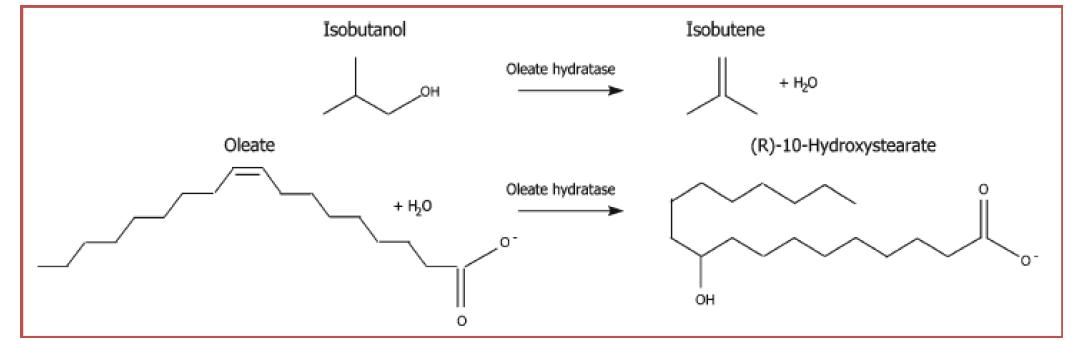 oleate hydratase에 의한 isobutanol 유래 이소부틸렌 생합성 반응