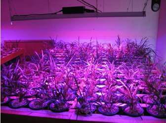 식물재배용 LED 광원