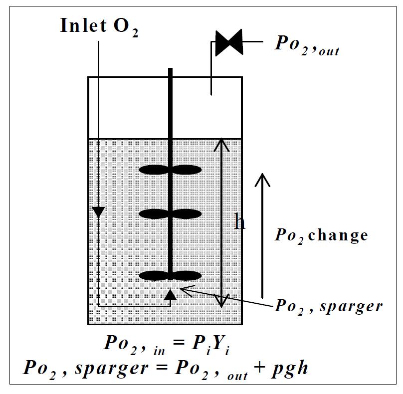 Estimation of oxygen solubility in calculating kLa in large scale fermenter.