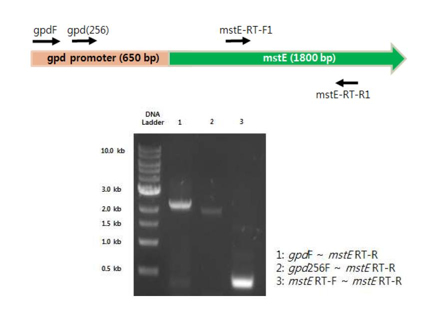 PCR result