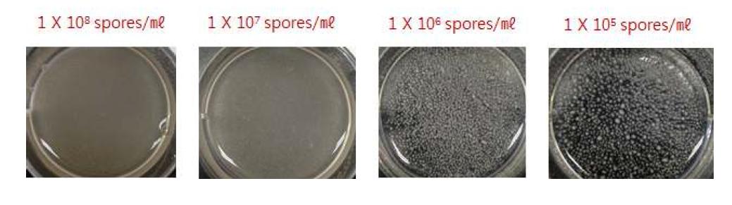 성장배양에서 spore 농도에 따른 균체 morphology