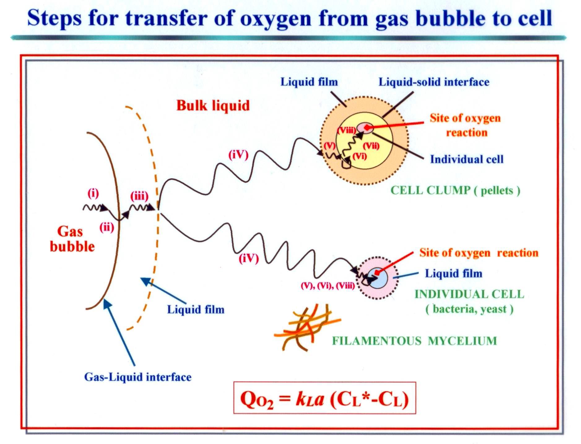 Oxygen mass transfer process (from gaseous oxygen to dissolved oxygen, and to producing microoranisms) (Oxygen mass transfer rate(NA) is proportional to oxygen mass transfer coefficient.)