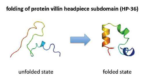 단백질 접힘 (HP-36)