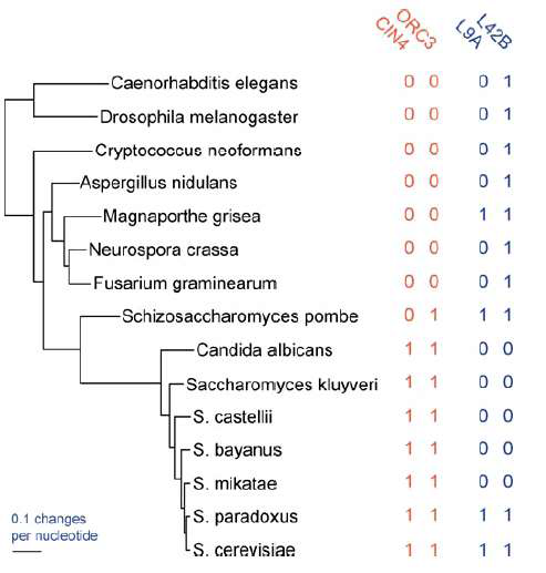 Phylogeny 방법을 이용한 기능적 연관성의 예측