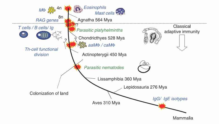 척추동물의 계통 발생 역사와 기생 연충의 공진화