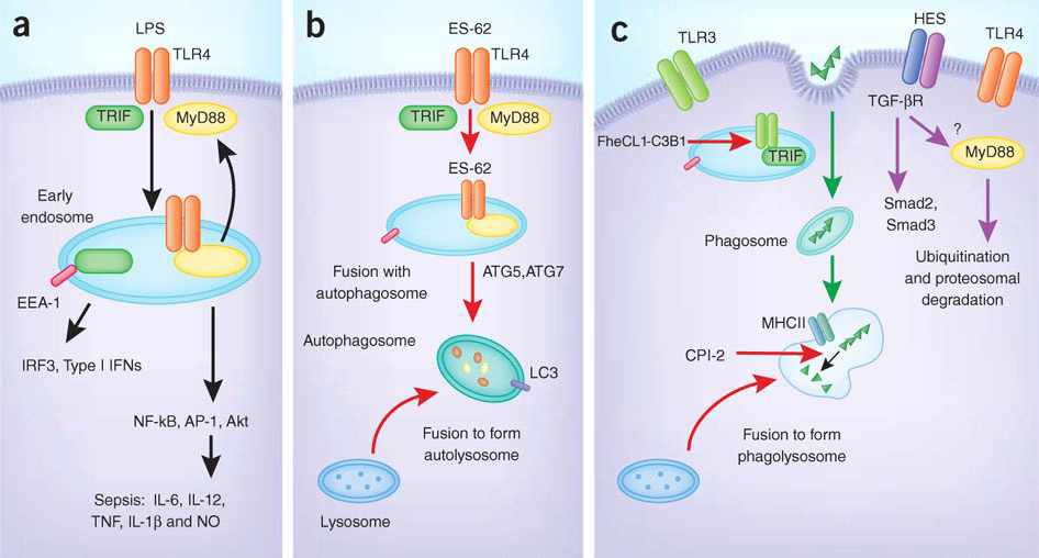 기생충 유래 면역 물질이 TLR4에 바인딩하면서 나타나는 MyD88 및 TRIF 신호의 전달 메커니즘에 관여하는 모식도