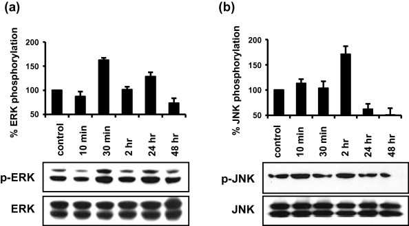 간흡충의 체표 항원(CA) 처리에 따른 ERK, JNK의 phosphorylation 의 시간별 변화