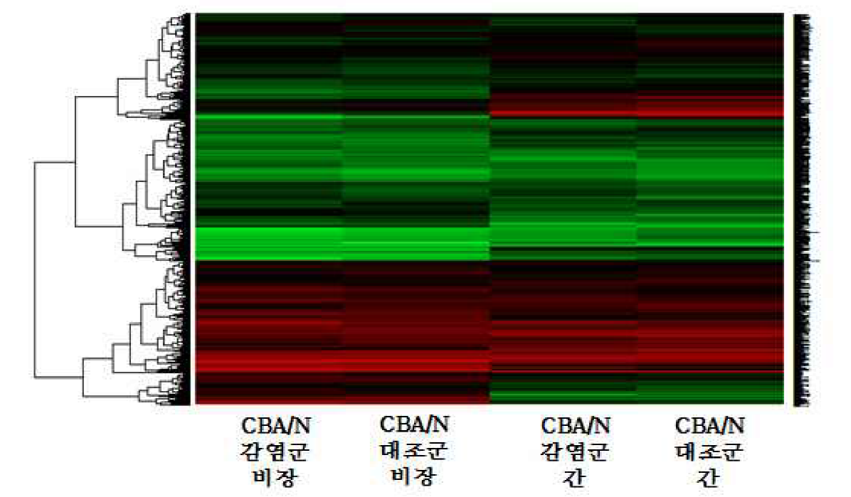 Heatmap을 통해 분석한 CBA 마우스의 유전자 발현 패턴 비교