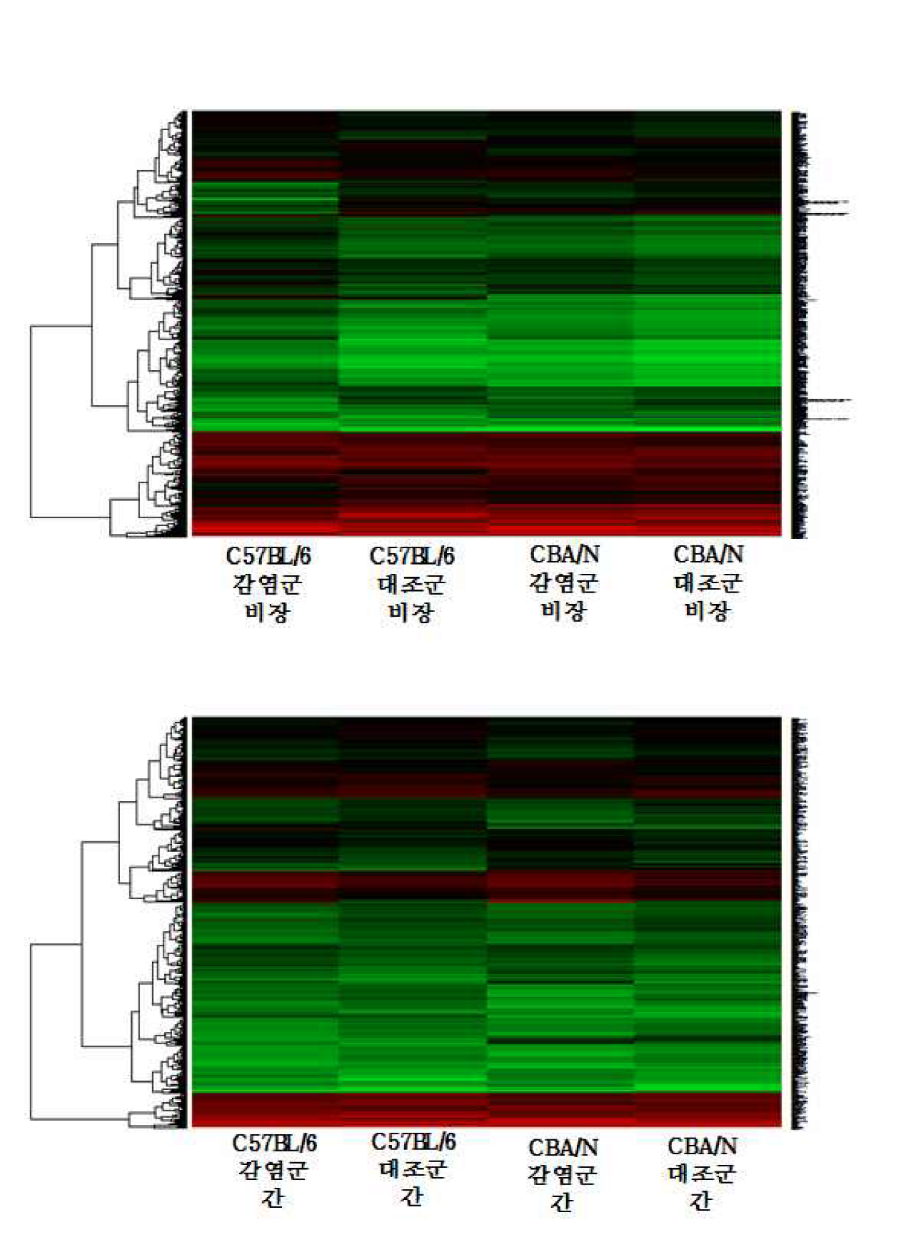 간흡충 감염에 의한 C57BL/6, CBA/N 마우스의 비장 및 간 내 유전자 발현 패턴 비교