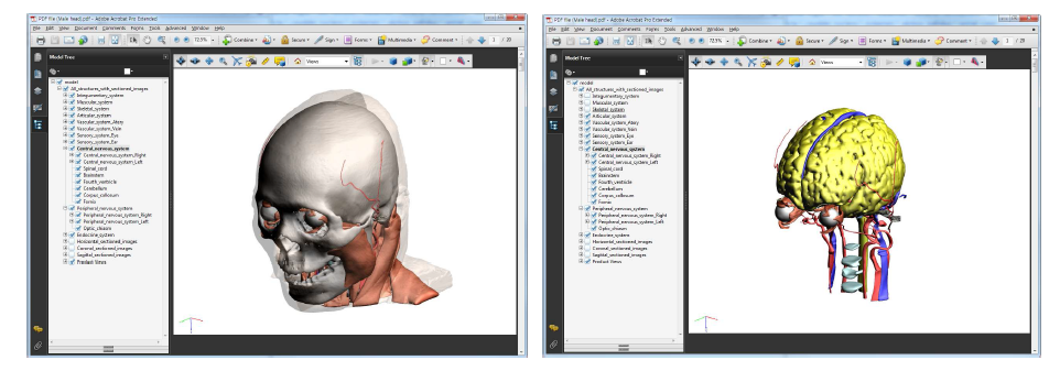 남성 머리 구조물의 3차원영상으로 PDF 파일을 만듦.