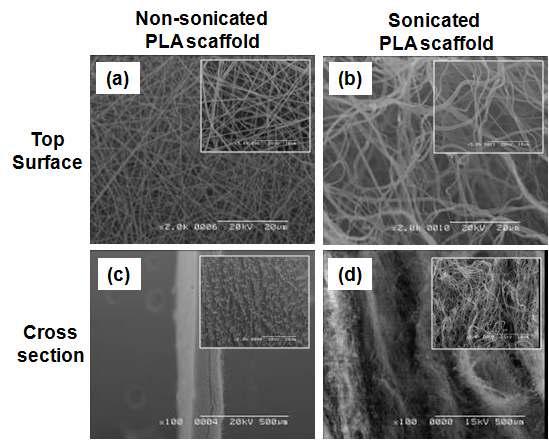 Ultra-sonication 방법을 이용하여 제작한 3차원 나노섬유 지지체의 표면 및 단면의 SEM 이미지. (a) 2차원 나노섬유 지지체의 표면, (b) 3차원 나노섬유 지지체의 표면, (c) 2차원 나노섬유지지체의 단면, 및 (d) 3차원 나노섬유 지지체의 단면 SEM 이미지