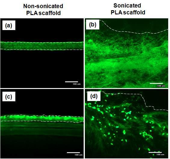 NIH3T3 fibroblast를 이용한 나노섬유 지지체의 cell infiltration 테스트 (a) 2-D 나노섬유 지지체의 단면, (b) 3-D 나노섬유 지지체의 단면, (c) NIH3T3가 점착된 2-D 나노섬유 지지체의 단면, 그리고 (d) NIH3T3가 점착된 3-D 나노섬유지지체의 단면 이미지