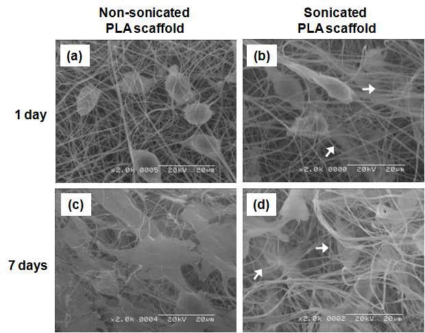 2D-나노섬유지지체와 3D-나노섬유지지체에서의 세포의 증식. 1일째의 (a)2D나노섬유 지지체와 (b) 3-D 나노섬유지지체, 7일째의 (c)2D-나노섬유지지체와 (d)3-D나노섬유지지체에서의 세포증식. (arrow : 지지체 내부로 증식하며 자라들어 가는 세포)