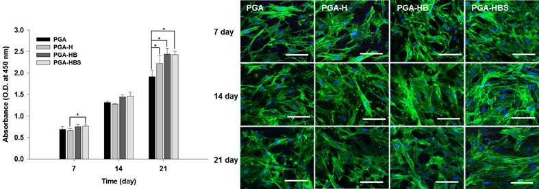 지방유래줄기세포 (adipose derived stem cells)를 이용한 세포증식