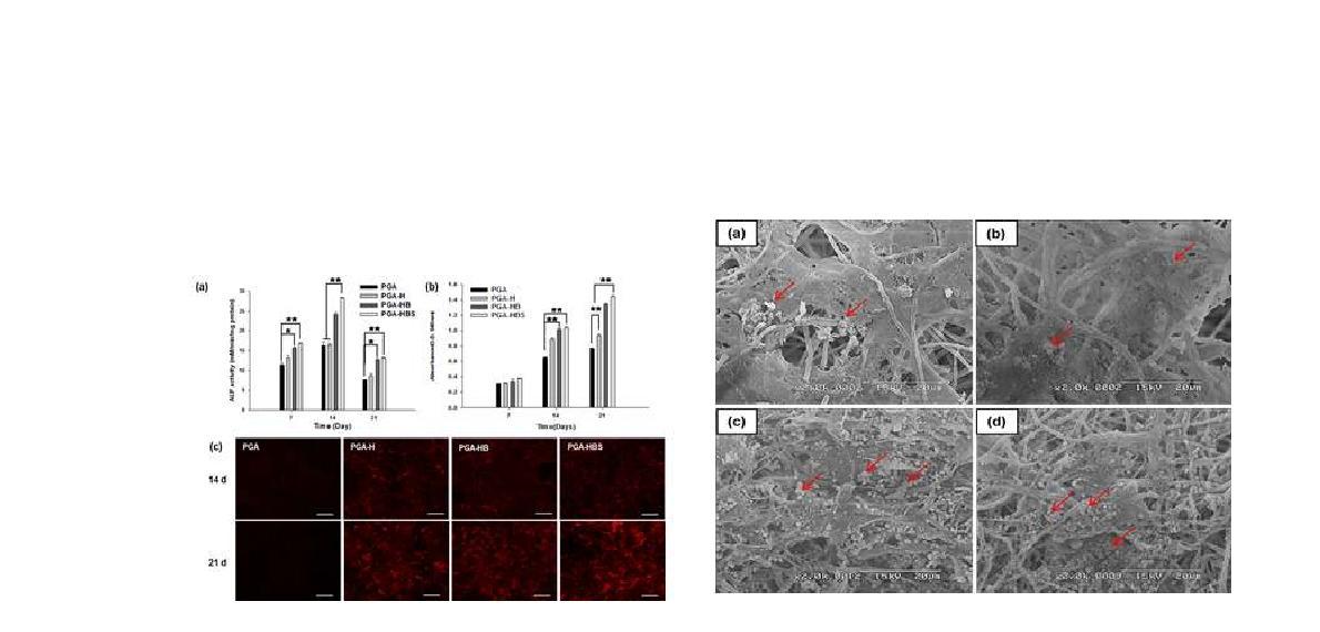 지방유래줄기세포 (adipose derived stem cells)를 이용한 세포분화능 평가. ALP activity, alizarin red staining, SEM을 통한 석회화 확인