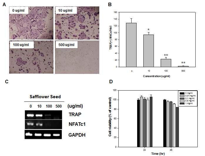 Trap staining 및 RT-PCR를 통한 bone marrow-derived macrophage (BMM) 세포의 골 재생능 확인