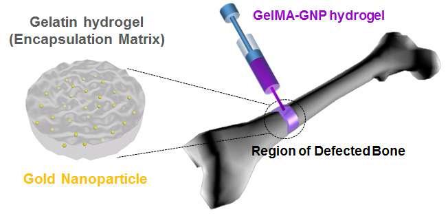 제작된 GelMA-GNP 하이드로젤의 골 재생능 평가