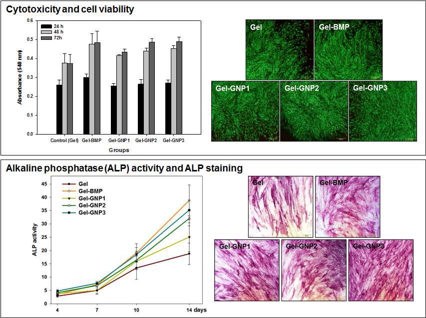 세포독성도 및 골분화능 평가