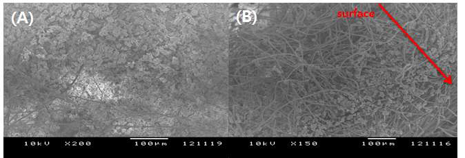 삼차원 매트형 유도체의 줄기세포 이식 24시간 후 SEM 사진 (A) 유도체 표면, (B) 유도체 단면