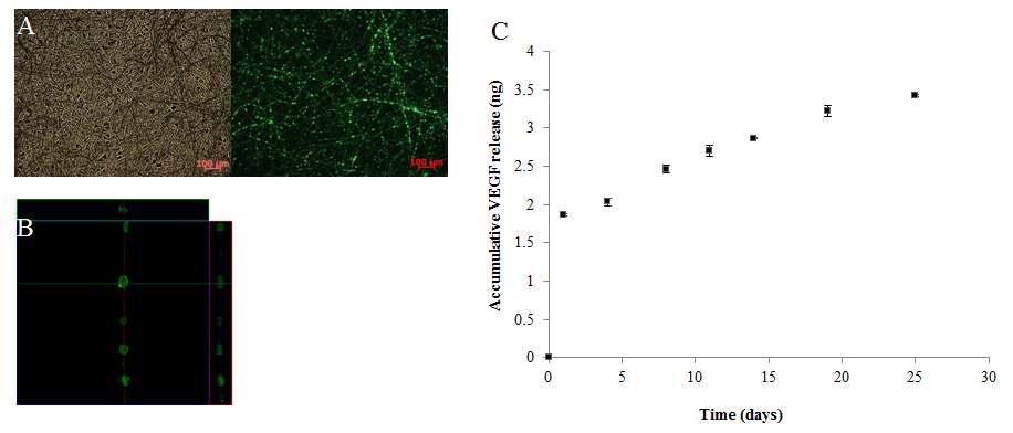 생리활성 단백질이 에멀전 형태로 봉입된 삼차원 매트형 지지체의 제작 (A) FITC-BSA가 봉입된 삼차원 매트형 지지체의 형광 현미경 사진, (B) 지지체 섬유에 봉입된 FITC-BSA의 confocal 관찰 사진, (C) 봉입된 VEGF의 in vitro에서의 용출 패턴