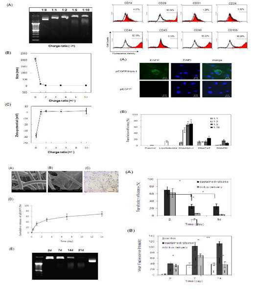 non-viral 유전자 전달 시스템의 확립 및 줄기세포에서의 발현 및 독성 평가 (등록 특허 및 논문 발표함)