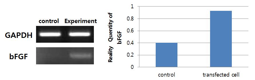 bFGF-CPP 복합체의 도입 및 지방유래 줄기세포에서의 단백 발현양 측정