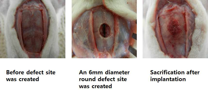 plasmid bFGF/CPP를 서방출하는 재생 유도체의 동물 모델 이식 모습