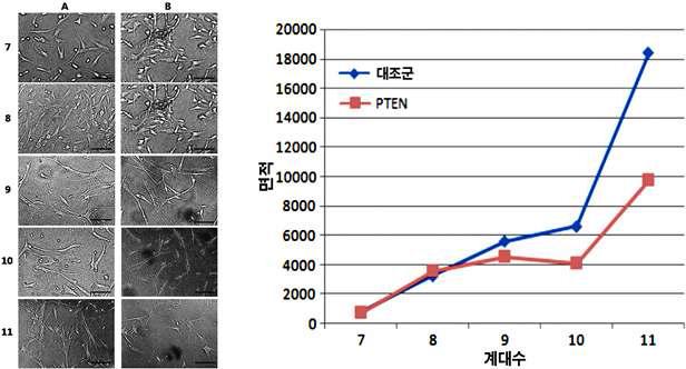 PTEN의 줄기세포 형태 및 증식능 유지 평가