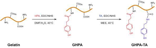 페놀 그룹의 도입량을 다양화하기 위한 젤라틴 기반 multi-arm형 고분자 합성 모식도