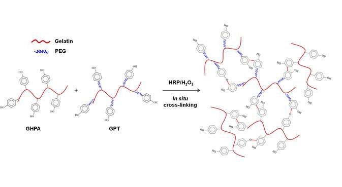 GHPA/GPT 복합젤의 형성 모식도