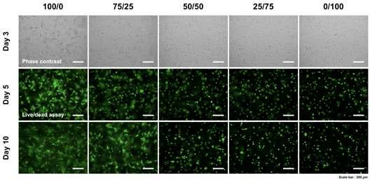 GHPA, GPT의 비율에 따른 세포 적합성 평가