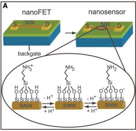 실리콘 나노와이어를 이용한 바이오센서