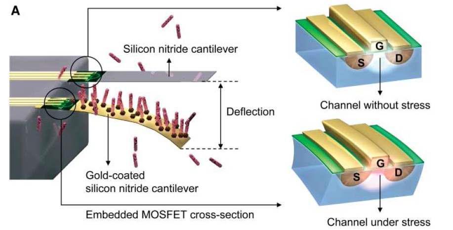 MOSFET과 cantilever가 결합된 구조의 바이오센서