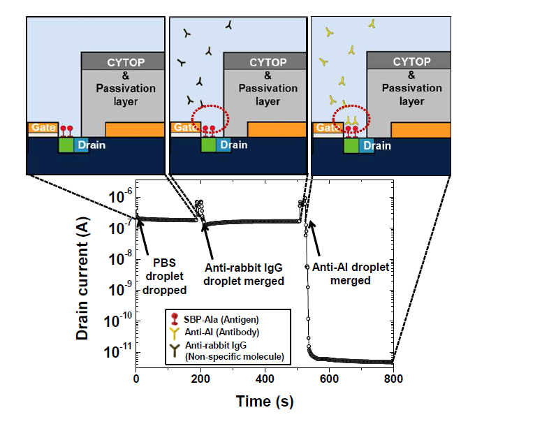 Digital microfludic channel이 결합된 underlap-FET 바이오센서를 이용한 조류독감 항체 검출