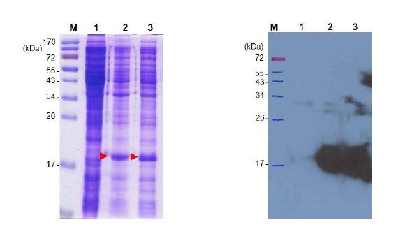 Troponin C의 단백질 발현 (좌) SDS-PAGE를 이용한 발현 결과. (우) western blot을 이용한 발현 확인 Lane M; protein marker, lane 1; BL21(DE3) cell extract (no induction), lane 2; total cell, lane 3; crude extract