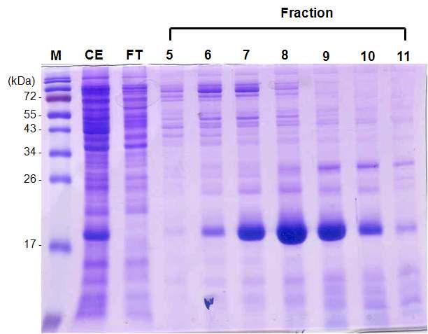 AKTA prime을 이용한 Troponin C의 정제. Lane M; protein marker, lane CE; crude extract, lane FT; flow through, lane 5~11; eluted protein
