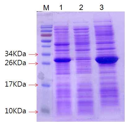 Troponin I의 발현. Lane M; protein marker, lane 1; total cell, lane 2; cell extract, lane 3; cell pellet