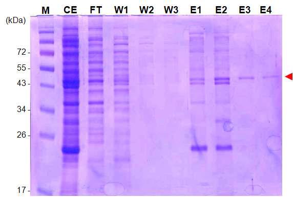 Troponin T의 Ni-NTA 정제. Lane M; protein marker, lane CE; cell extract, lane FT;flow through, lane W1-W3; wash fraction, lane E1-E4; elution fraction