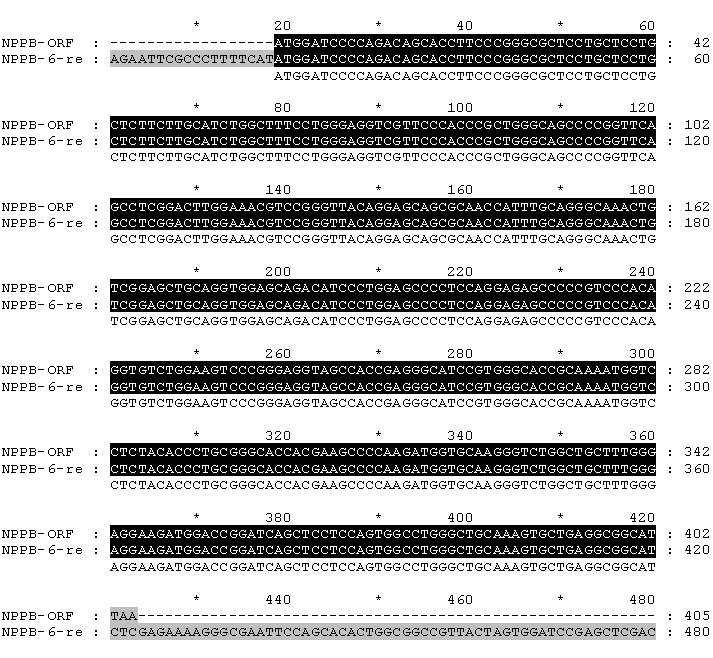 BNP 서열의 비교 NPPB-ORF; reference sequence, NPPB-6-re; T-cloned BNP sequence