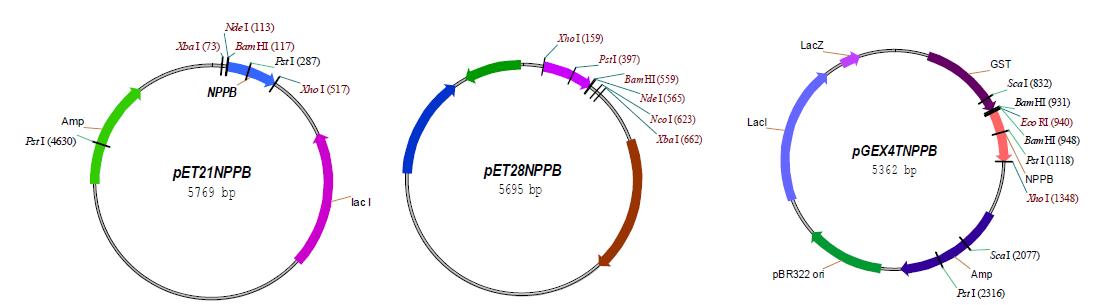 새로 구축된 BNP 유전자가 삽입된 plasmid map