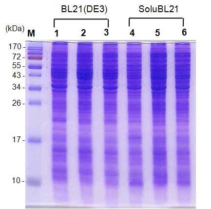 SDS-PAGE를 이용한 BNP발현 (E.coli BL21(DE3), SoluBL21). Lane M; protein marker, lane 1, 4; BL21(DE3), SoluBL21 cell extract (no induction), lane 2, 5; total cell, lane 3, 6; cell extract