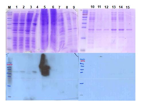 BNP의 Ni-NTA 정제. Lane M; protein marker, lane 1; No IPTG, lane 2; IPTG treated whole cells, lane 3; sonication-sup, lane 4; sonication-ppt, lane 5; denatured sonication-ppt, lane 6; after through the resin, denatured sonication-ppt, lane 7~9; wash buffer (pH 6.3), 10~12; Elute buffer (pH 5.9), 13~15; Elute buffer (pH 4.5)