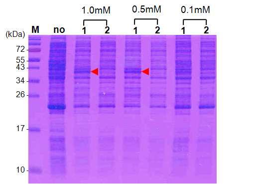 SDS-PAGE를 이용한 BNP발현 (E.coli BL21(DE3)). Lane M; protein marker, lane 1; total cell, lane 2; cell extract